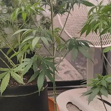 Amnesia Fast CBD "GB Strains" FEM