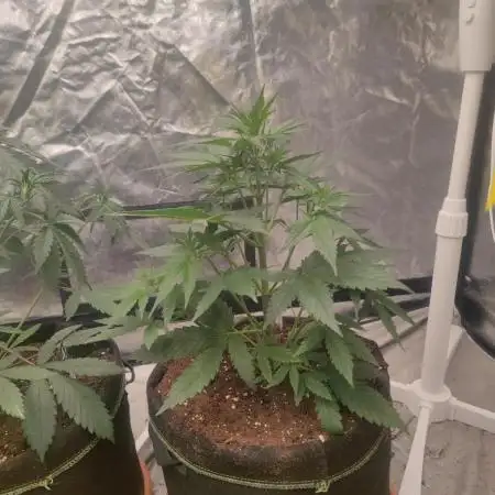 Auto Mimosa Cocktail XXL "GB Strains"