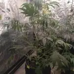 Auto Purple Sunset XXL "GB strain" again