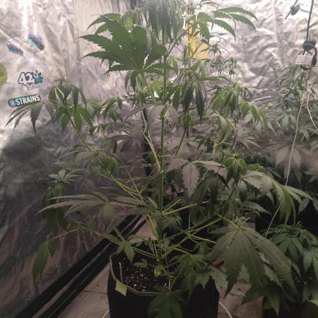 Auto Purple Sunset XXL "GB strain" again