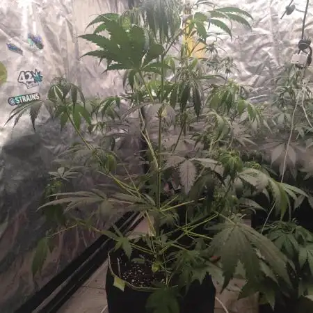 Auto Purple Sunset XXL "GB strain" again