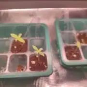 Kritical GB FEM "GB SEEDS"