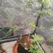 Amnesia Fast CBD "GB Strains" FEM