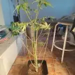 Platinum OG "GB Strains" FEM