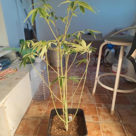 Platinum OG "GB Strains" FEM