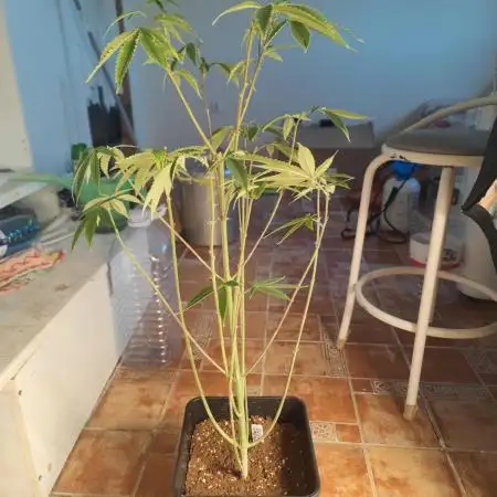 Platinum OG "GB Strains" FEM