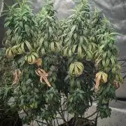 14/14 CRITICAL FEM "GB STRAINS"