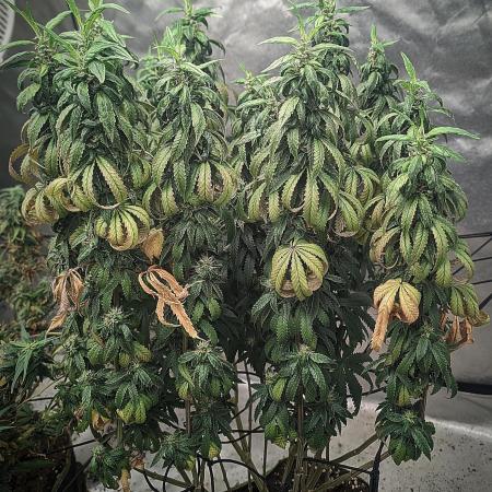 14/14 CRITICAL FEM "GB STRAINS"