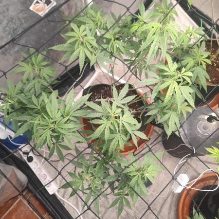 14-14 Blue Zushi L.E. "Grower Choice"