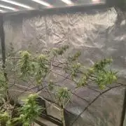 14-14 Amnesia Fast CBD "GB Strains" FEM