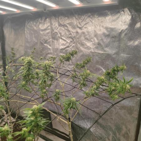 14-14 Amnesia Fast CBD "GB Strains" FEM