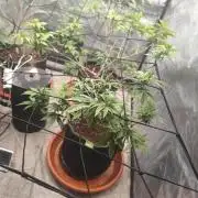 14-14 Tropimango "Philosopher Seeds" FEM