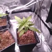 Oreoz FEM "GB SEEDS"