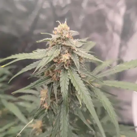 Hyperion F1 Auto "RQS"