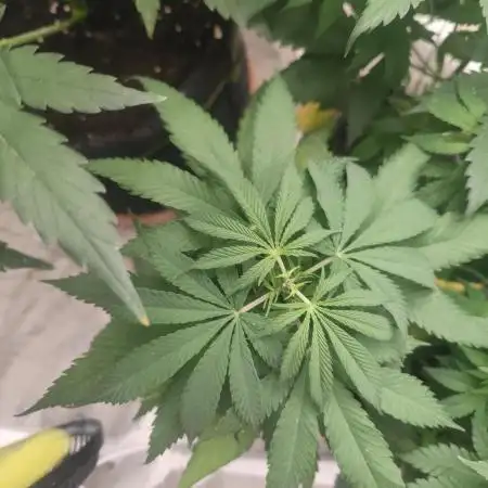 Amnesia Fast CBD "GB Strains" FEM