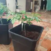 Blue Zushi L.E. "Grower Choice"