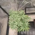 Blue Zushi L.E. "Grower Choice" FEM