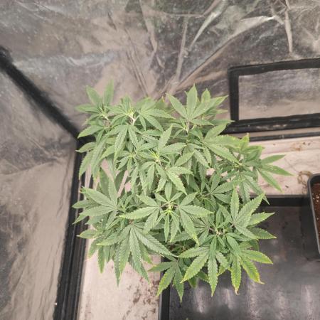 Blue Zushi L.E. "Grower Choice" FEM