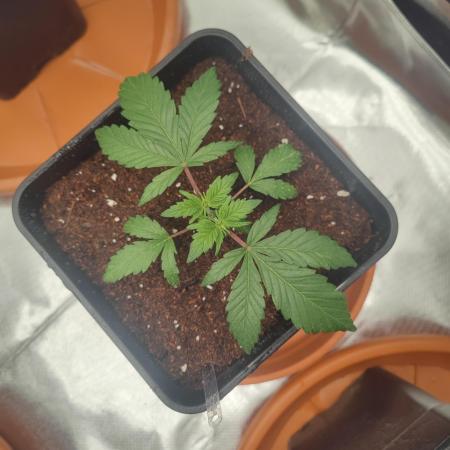 Hash Plant REG Sensi Seeds