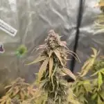 Hyperion F1 Auto "RQS"