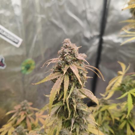 Hyperion F1 Auto "RQS"