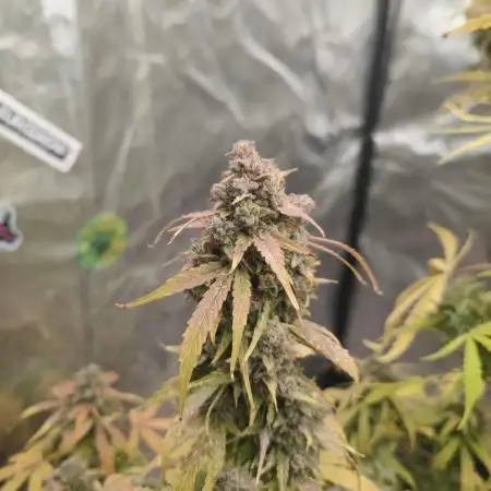 Hyperion F1 Auto "RQS"