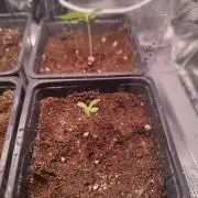 Hash Plant REG Sensi Seeds