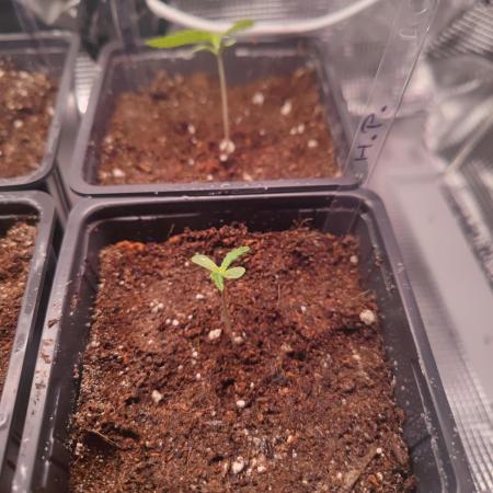 Hash Plant REG Sensi Seeds