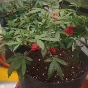 Blue Zushi L.E. "Grower Choice"