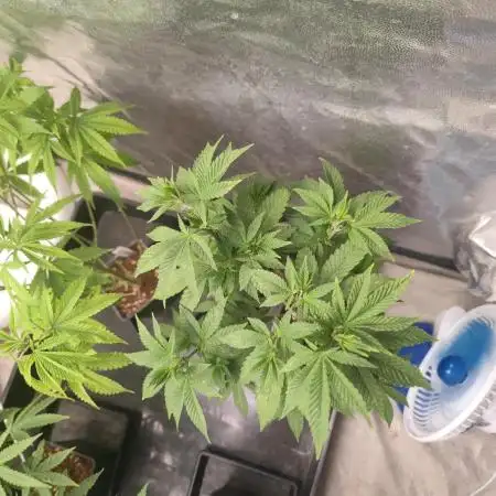Tropimango "Philosopher Seeds" FEM