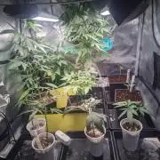 💚Carpa de esquejes y sus cuidados 💚