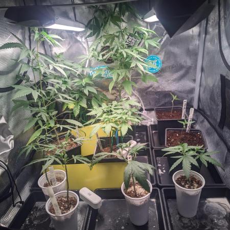 💚Carpa de esquejes y sus cuidados 💚