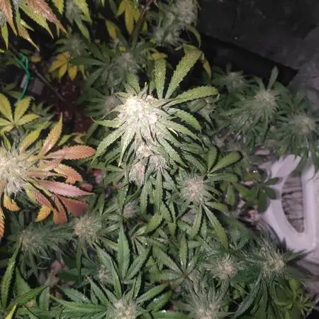 Hyperion F1 Auto "RQS"