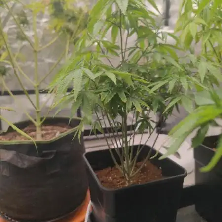 Blue Zushi L.E. "Grower Choice" FEM