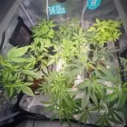 馃挌Carpa de esquejes y sus cuidados 馃挌