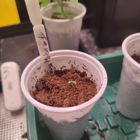 Fantasy Melon "GB Strains"