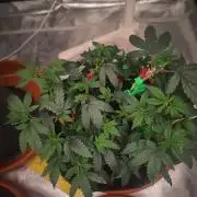 CRITICAL FEM "GB STRAINS