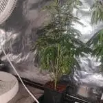 Tropimango "Philosopher Seeds" FEM