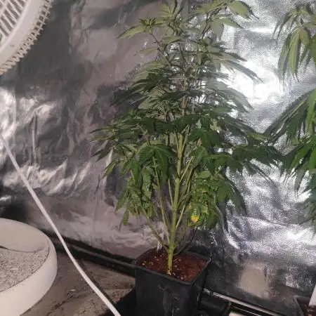 Tropimango "Philosopher Seeds" FEM