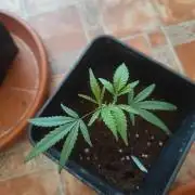 Kritical GB FEM "GB SEEDS"