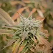 14-14 Platinum OG "GB Strains" FEM