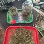 14-14 Amnesia Fast CBD "GB Strains" FEM