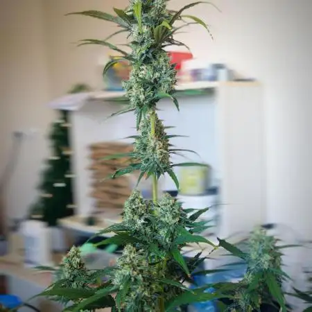 Auto Mimosa Cocktail XXL "GB Strains"