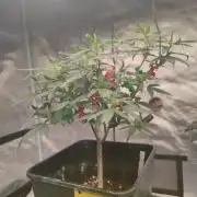 Pakistan Valley E. V. FEM "WoS
