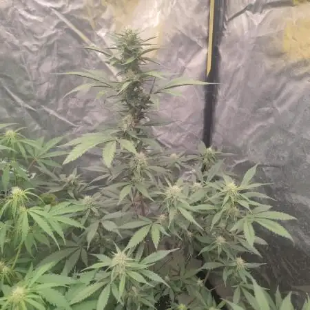 Papaya Zoap Auto "Sweet Seeds"