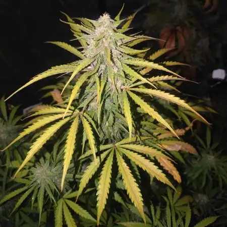 Auto Purple Sunset XXL "GB strain" again