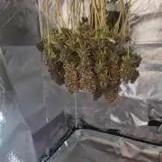 14/14 Oreoz FEM "GB SEEDS"
