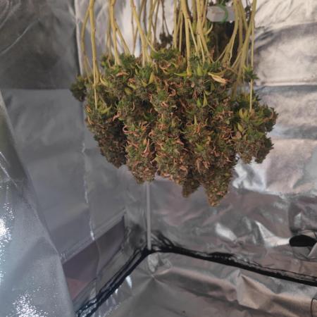 14/14 Oreoz FEM "GB SEEDS"