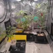 💚Carpa de esquejes y sus cuidados 💚