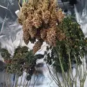 14/14 Oreoz FEM "GB SEEDS"